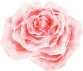 Rose Flower Watercolor