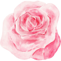 Rose Flower Watercolor