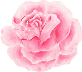 Rose Flower Watercolor