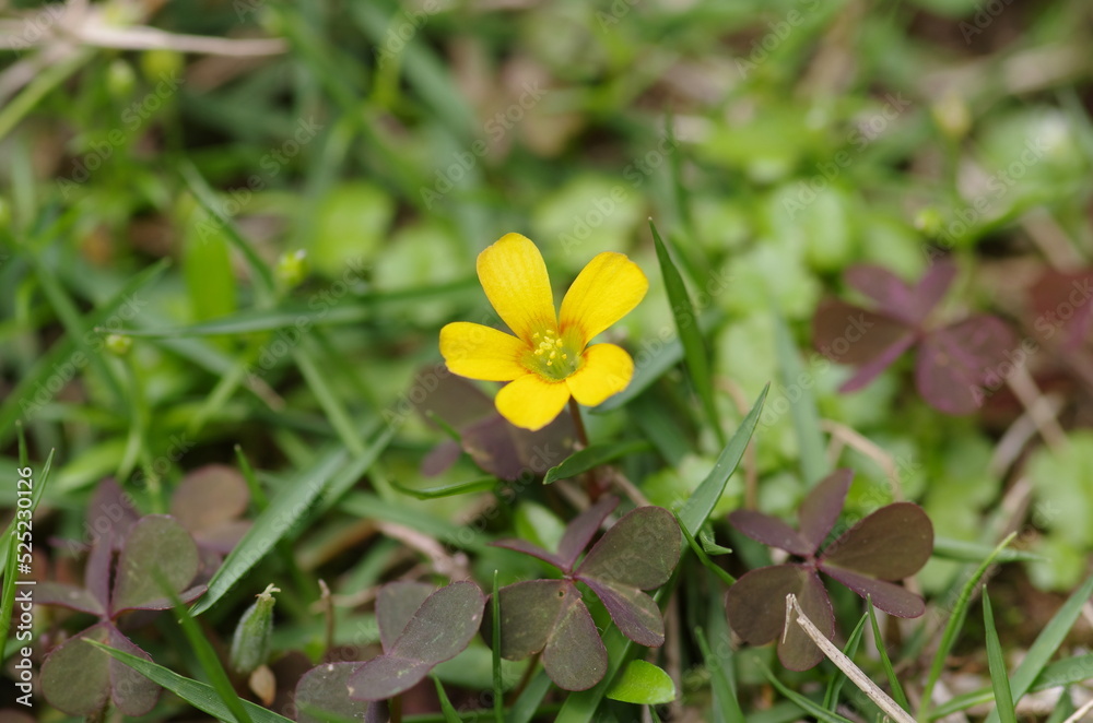 Wall mural Oxalis corniculata f. rubrifolia (Akakatabami)