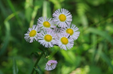 Obraz premium Erigeron philadelphicus (Harujion) , perennial herb classified in the family Asteraceae, genus Mukashi Wormwood