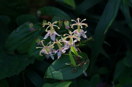 Tricyrtis macropoda (Yama-hototogisu), Perennial herb in the lily family