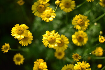 北海道に咲いているダイヤーズカモミール