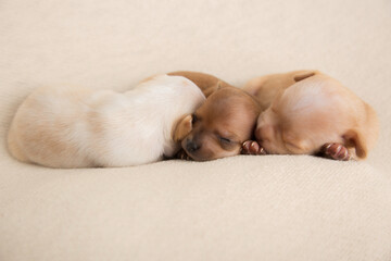 Sleeping Newborn chihuahua pure breed puppies dogs
