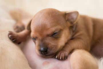 Sleeping Newborn chihuahua pure breed puppies dogs