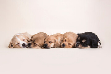 Sleeping Newborn mixed breed puppies dogs