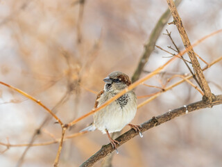 Sparrow sits on a branch without leaves.