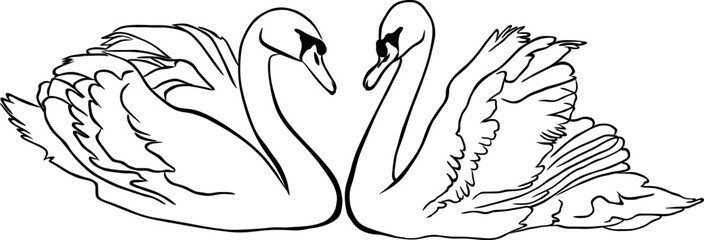 A pair of swans