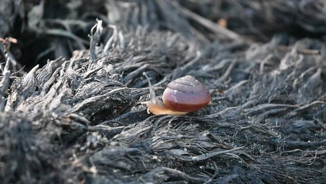 a snail is walking on its belly legs on an empty bunch of oil palm fruit that is undergoing a weathering process