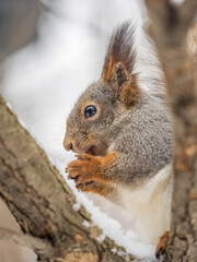 The squirrel with nut sits on tree in the winter or late autumn