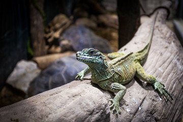 Iguana portrait close-up