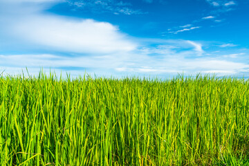 Scenic view landscape of Rice field green grass with field cornfield or in Asia country agriculture harvest with fluffy clouds blue sky daylight background.