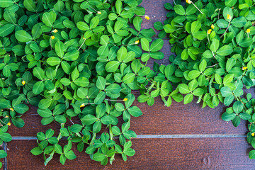 Green vine leaves on Wood planks floor that grows naturally background with copy space