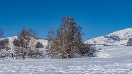 The valley is covered with pure white snow. Picturesque bare trees and mountains against a clear blue sky. Altai