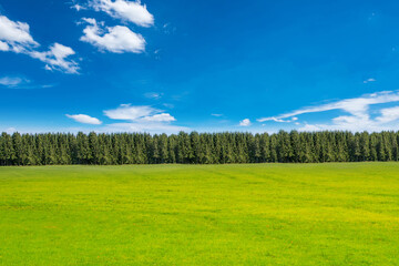 Landscape with pine forests