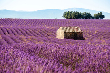 Fototapeta na wymiar Lavender field in summer landscape near Valensole.Provence,France