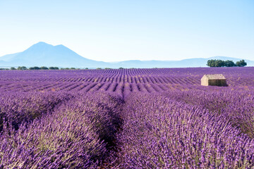 Naklejka na ściany i meble Lavender field in summer landscape near Valensole.Provence,France