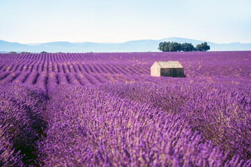 Lavender field in summer  landscape near Valensole.Provence,France