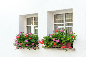 Fototapeta na wymiar Flower window with white wall in switzerland