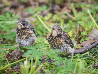 Two fieldfare chicks, Turdus pilaris, have left the nest and are sitting on the spring lawn....
