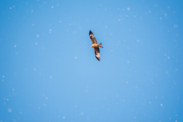 Obraz na płótnie Canvas The bird of prey Black Kite flying in blue Sky in winter snowfall