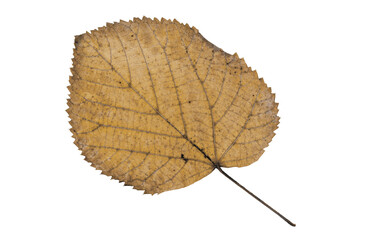 leaf isolated on white png