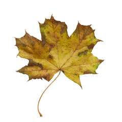 maple leaf isolated on white png