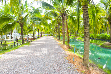 he entrance to the garden and resort is lined with coconut trees