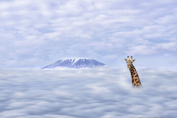 illustration of African giraffe head with long neck over clound with backgrong of mt Kilimanjaro in Tanzania © Mongkolchon