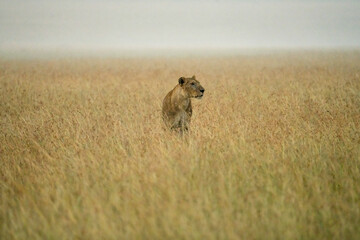 female lion walking in savanna grassland in Masai Mara National Reserve Kenya