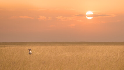 small cute Dik Dik standing alone in savanna grassland during sunset at Maasai Mara National...