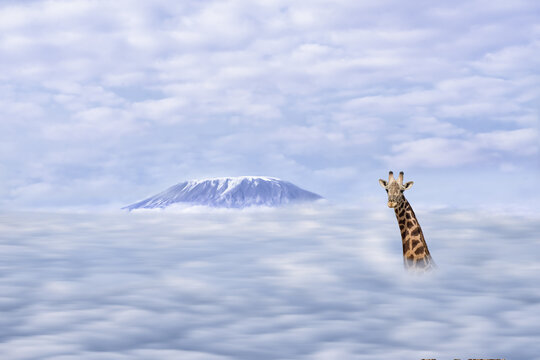 illustration of African giraffe head with long neck over clound with backgrong of mt Kilimanjaro in Tanzania