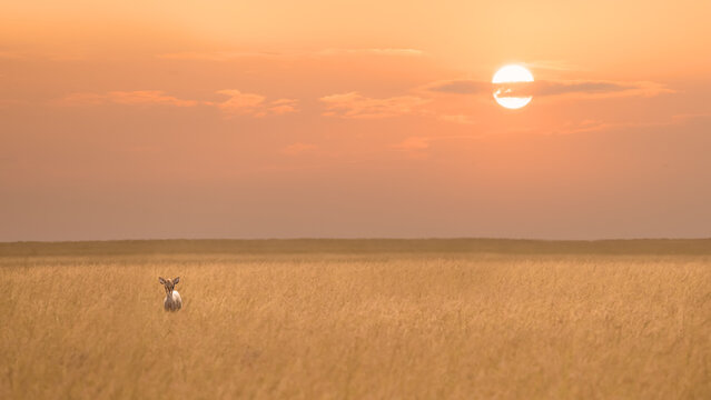 small cute Dik Dik standing alone in savanna grassland during sunset at Maasai Mara National reserve Kenya