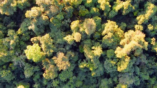 Cleared jungle in south america next to monocultures of sugar cane - loosing nature