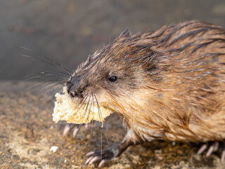 Wild animal Muskrat, Ondatra zibethicuseats, eats on the river bank