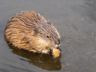 Wild animal Muskrat, Ondatra zibethicuseats, eats on the river bank
