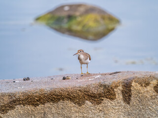 Common sandpiper, Actitis hypoleucos, resting lake shore under raindrops.