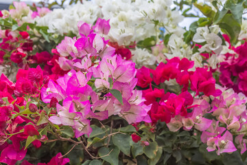 Bougainvillées multicolores 