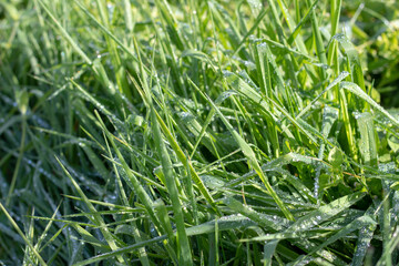 Fresh green grass with natural morning dew drops. Perfect for nature themes, freshness, green environments, and natural backgrounds.