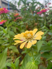 Common Zinnia or Zinnia elegans is one of the most famous flowering annuals of the genus Zinia. this flower is yellow with natural background