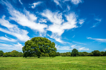 A vast grass field of Tokyo’s largest park under the blue sky. 