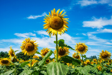 Sunflowers blooming in formation. 