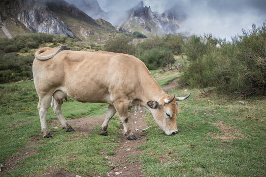 vache dans les asturies