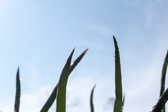 grass against blue sky