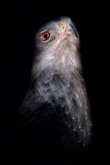 Águila escudada (shielded eagle)