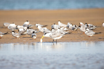 Lesser crested tern with a fish caught in back water lake