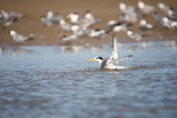 Lesser crested tern bathing in backwater