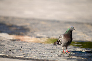 pigeon