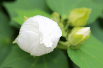 Fototapeta na wymiar Round white Cotton rose flower blossom, close up macro photograph.