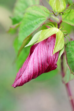 Chic reddish-purple HeadSwamp rose mallow bud. shaped like a drill head. Close up macro photograph.